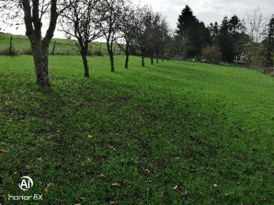 
                                                Vente
                                                 Terrain constructible  arboré d'arbres fruitiers