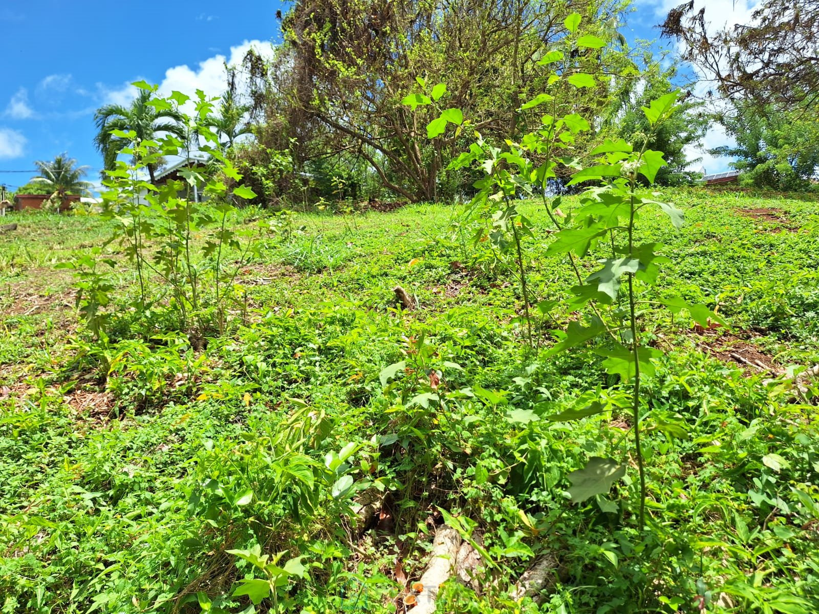 
                                                Vente
                                                 Terrain de 1 059m² situé dans la commune du Saint-Esprit 