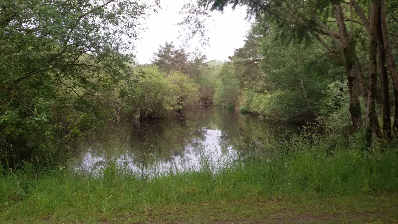 
                                                Vente
                                                 Terrain de loisirs - forêt - étangs