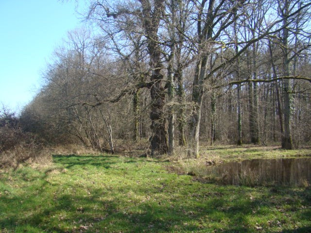 
                                                Vente
                                                 terrain de loisirs - forêt - étang - prairie