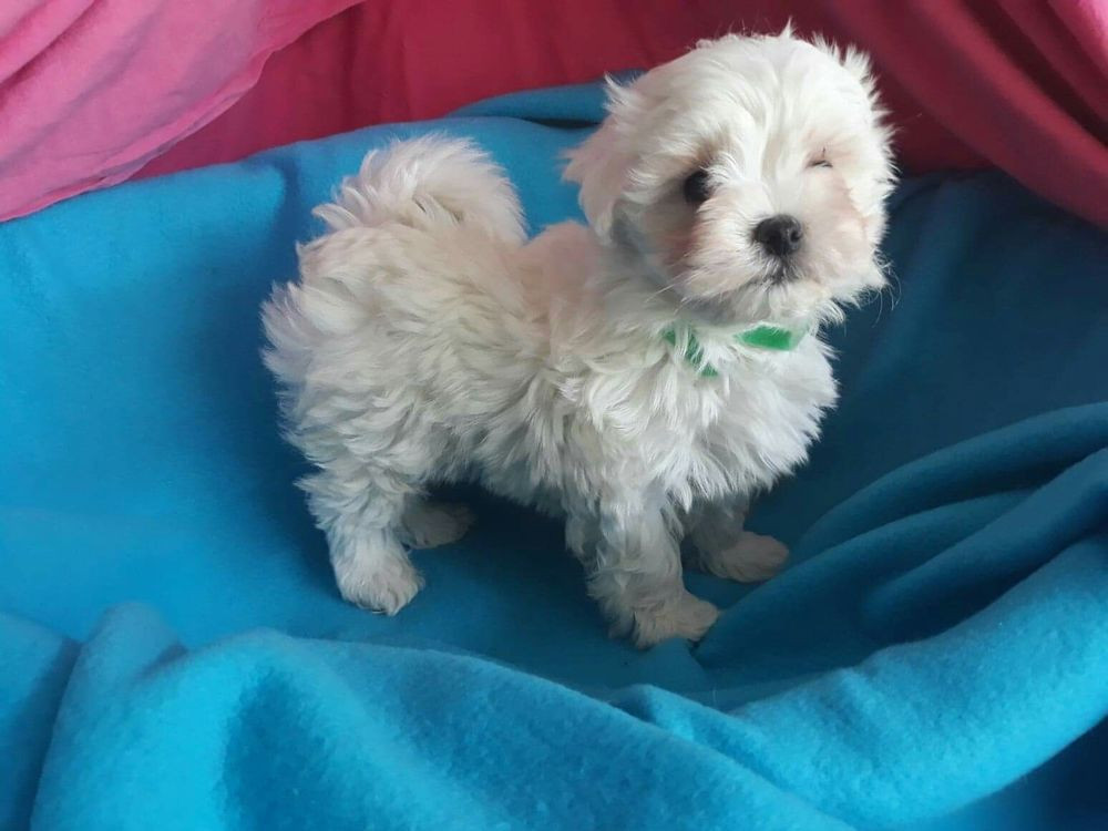 
                                                Chien
                                                 Très beau chiot Bichon maltais A DONNER