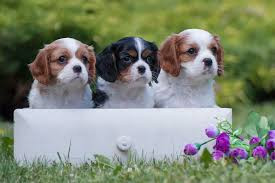 
                                                Chien
                                                 Très beaux chiots cavalier king charles