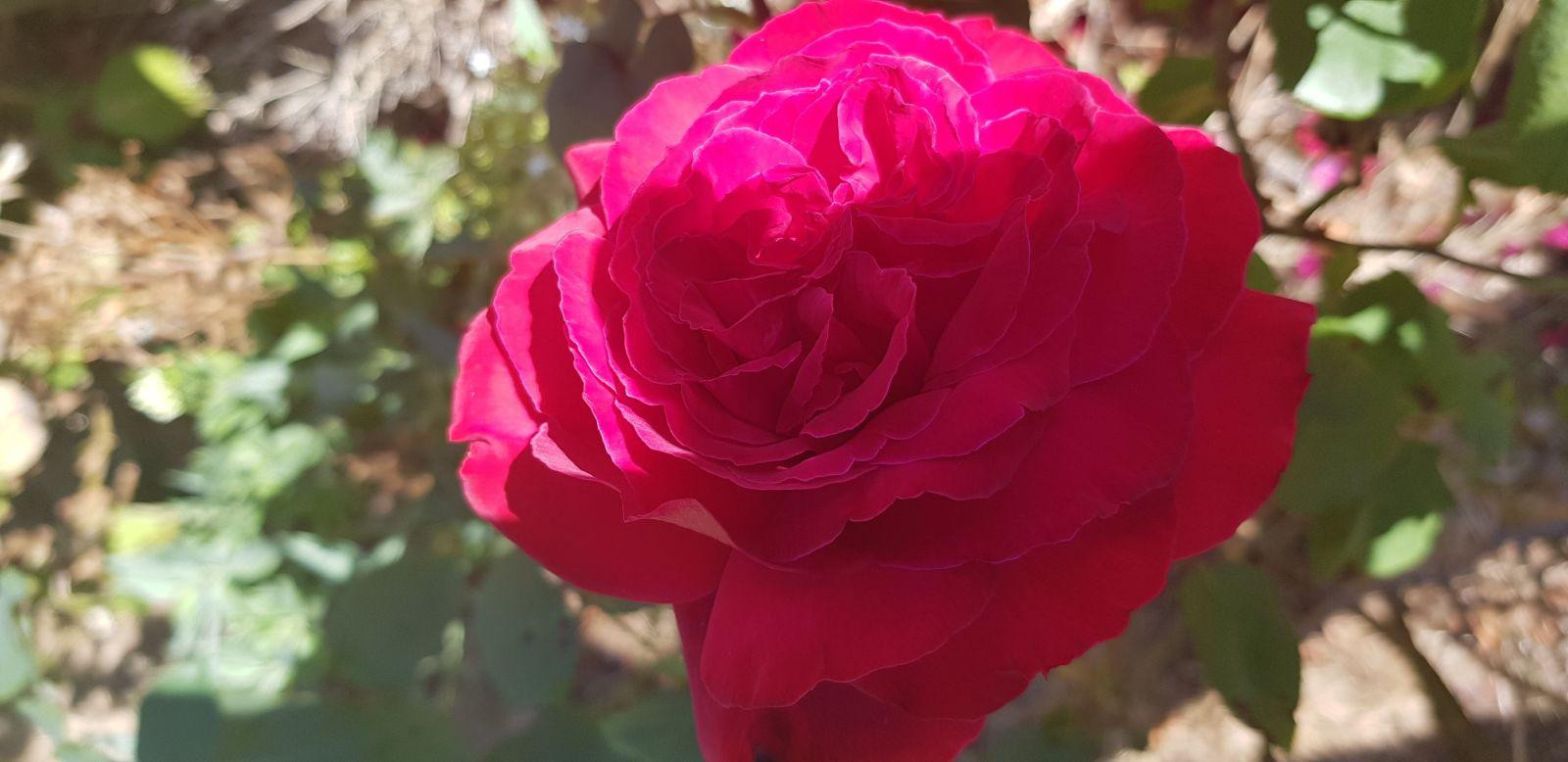 
                                                Location
                                                 TRES BELLE MAISON MEUBLEE T6 A NOGENT (28400)