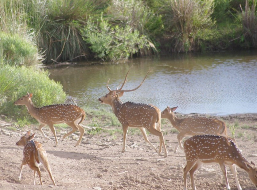 
                                                Vente
                                                 URUGUAY - LODGE CHASSE 1500 HA