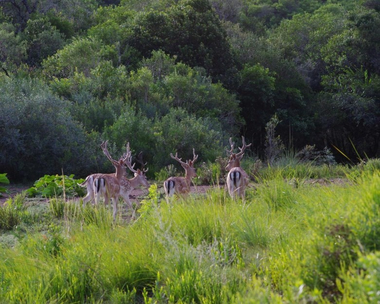 
                                                Vente
                                                 URUGUAY - LODGE CHASSE 1500 HA