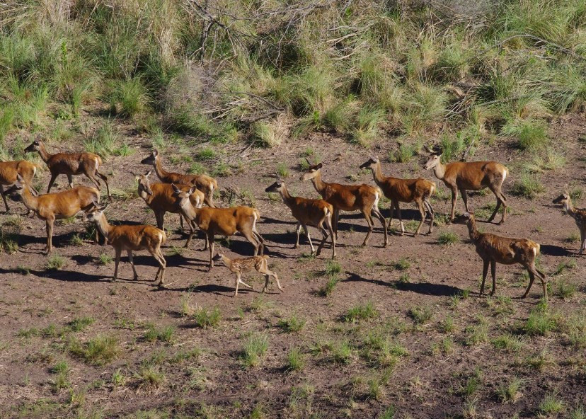 
                                                Vente
                                                 URUGUAY - LODGE CHASSE 1500 HA