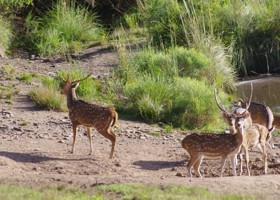 
                                                Vente
                                                 URUGUAY - LODGE CHASSE 1500 HA