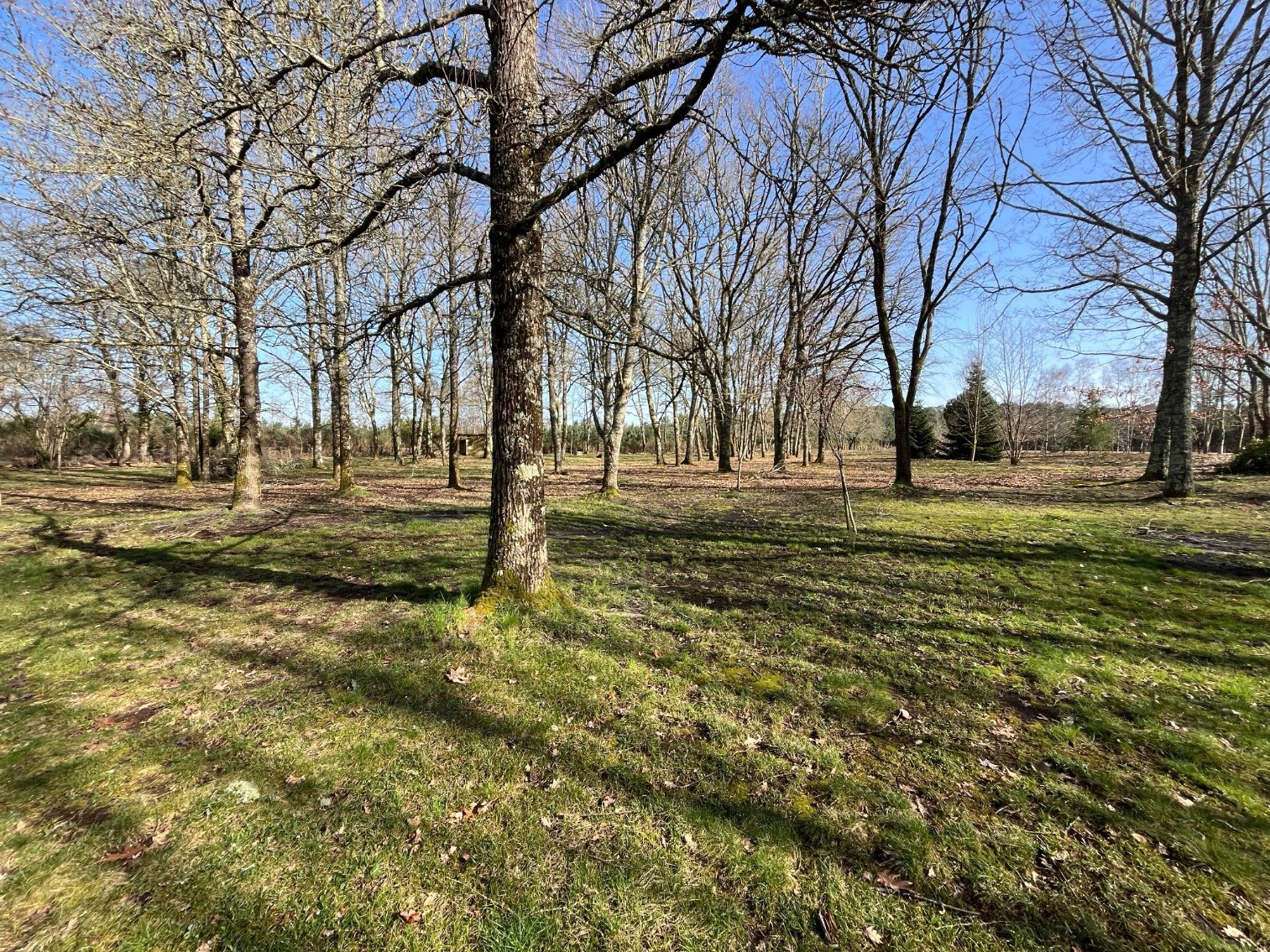 
                                                Viager
                                                 <viager occupé à Lerm et Musset